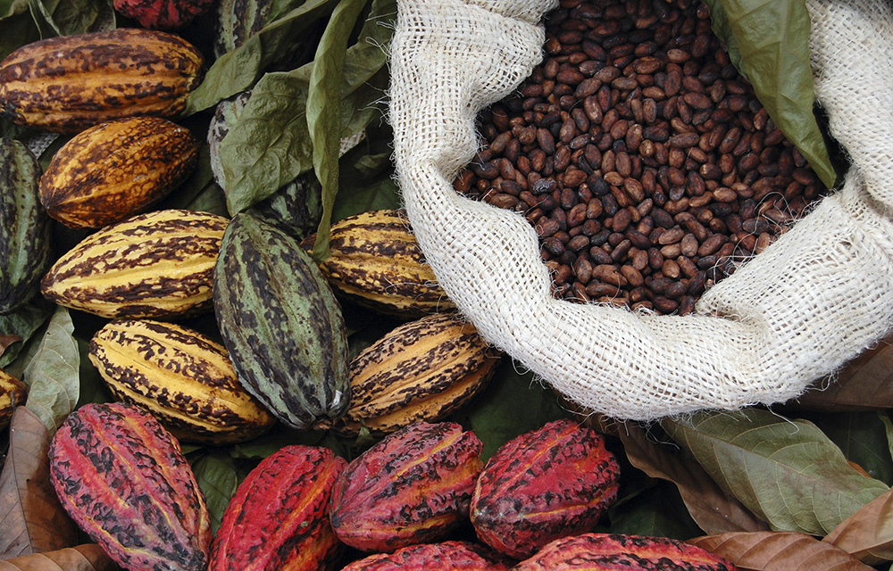 2023 Africa Cocoa Campaign