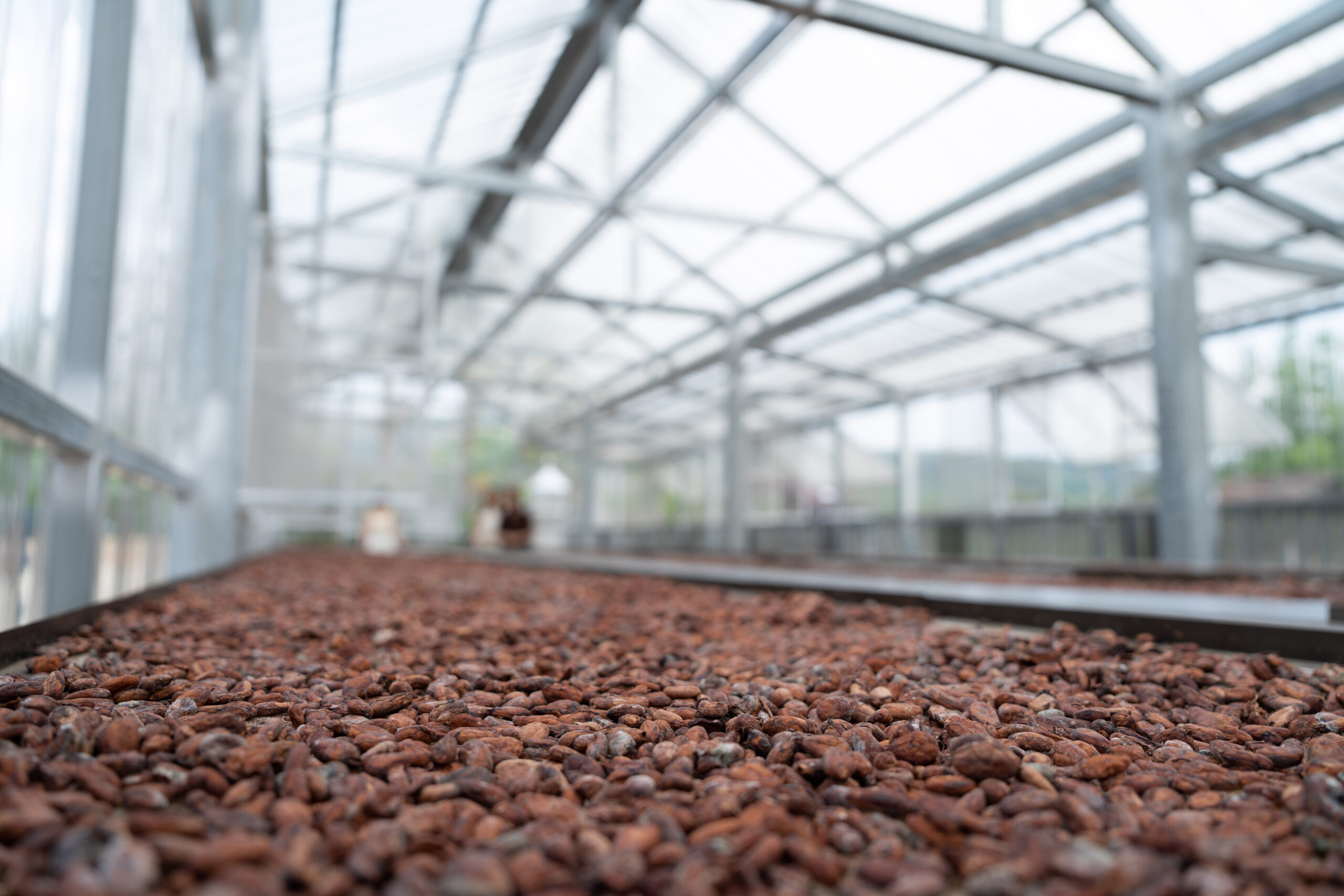 Cocoa beans are dried on the table in the shed. Cocoa bean processing.