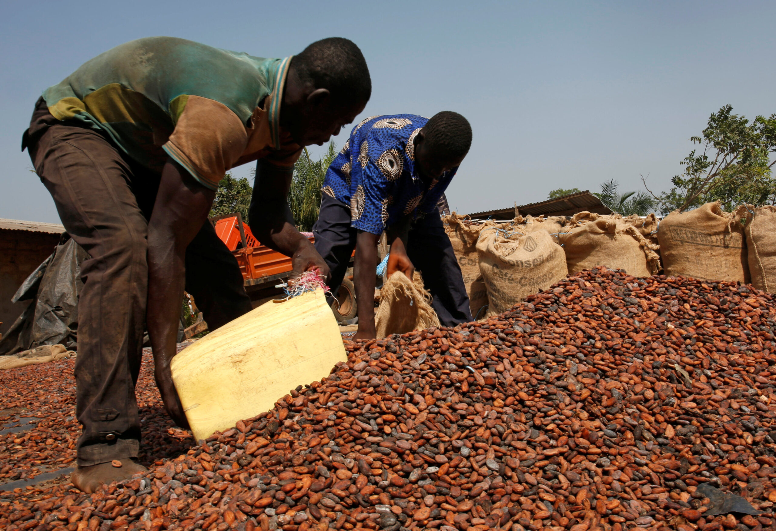 Workers fill sacks with cocoa beans in Kahin village at the edge of Scio forest reserve in Duekoue, Ivory Coast February 9, 2018. REUTERS/Luc Gnago