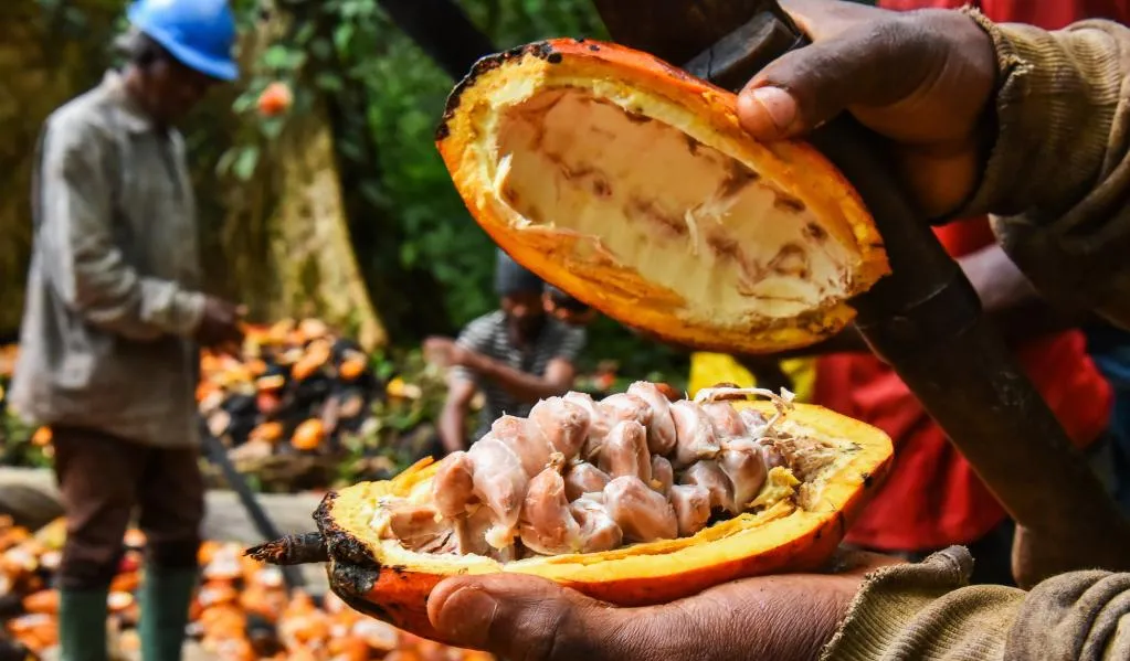 cameroon-cocoa-famrer-xinhua-crop.jpg