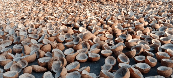 copra-sundrying-coconuts-arranged-under-600nw-2494732551.jpg