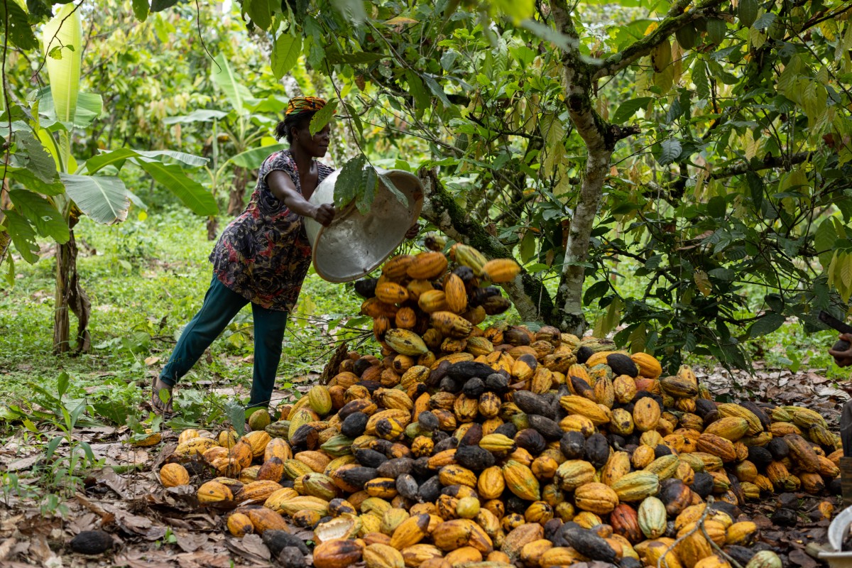 A worker unloads cocoa pods, showing signs of black pod disease, during a harvest at a farm in the town of Kwabeng, Ghana, on Sunday, Oct. 22, 2023. Punishing rains and the relentless creep of black pod disease push futures to their highest since the 1970s. Photographer: Paul Ninson/Bloomberg via Getty Images