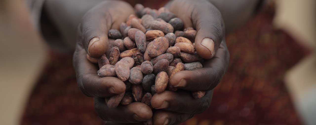 hero_CCP_sustainable-cocoa-promise-in-action-hands